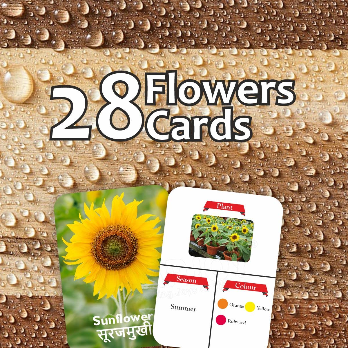 Flowers & Sea Creatures Flash Cards